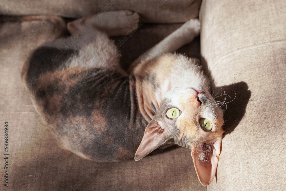 Devon Rex Cat. Indoor Cats Portrait. Looking at camera. 