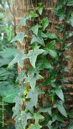 green ivy leaves