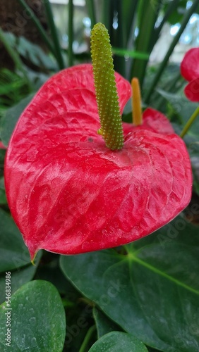 Anthurium, a tropical American flower