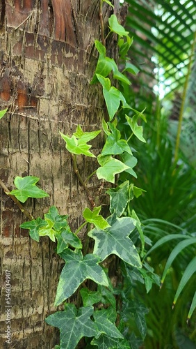 English ivy attached to a tree trunk