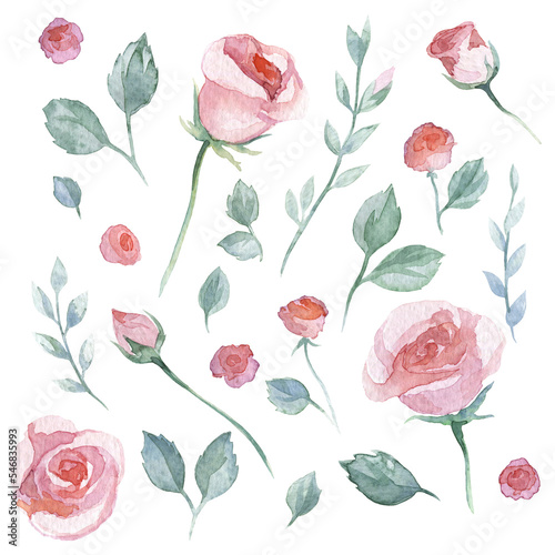 A set of rose plant elements. Watercolor blank on a white background.