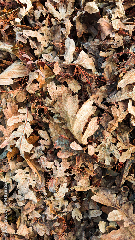 Dried oak leaves texture, top view, vertical background. Autumn fall background texture. Dried oak leaves texture, top view, vertical background. Autumn fall background texture.