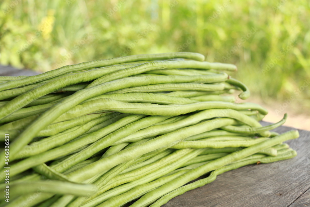 Vigna backyard yard long bean, is growing ready to be harvested as a vegetable grown in Thailand. Vigna backyard yard long bean, is growing ready to be harvested as a vegetable grown in Thailand.
