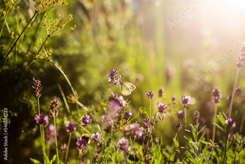 Lemon butterfly on lavender flowers