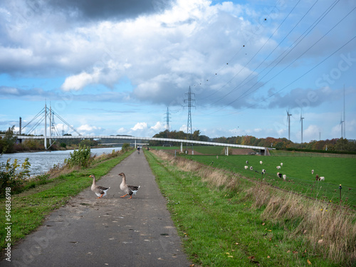 two geese cross bicycle track near canal between brussels and charleroi in belgium photo