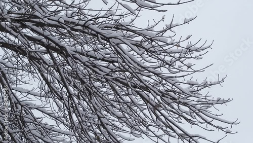 Tree branches covered with snow against a gray sky close-up. Snowy cold winter