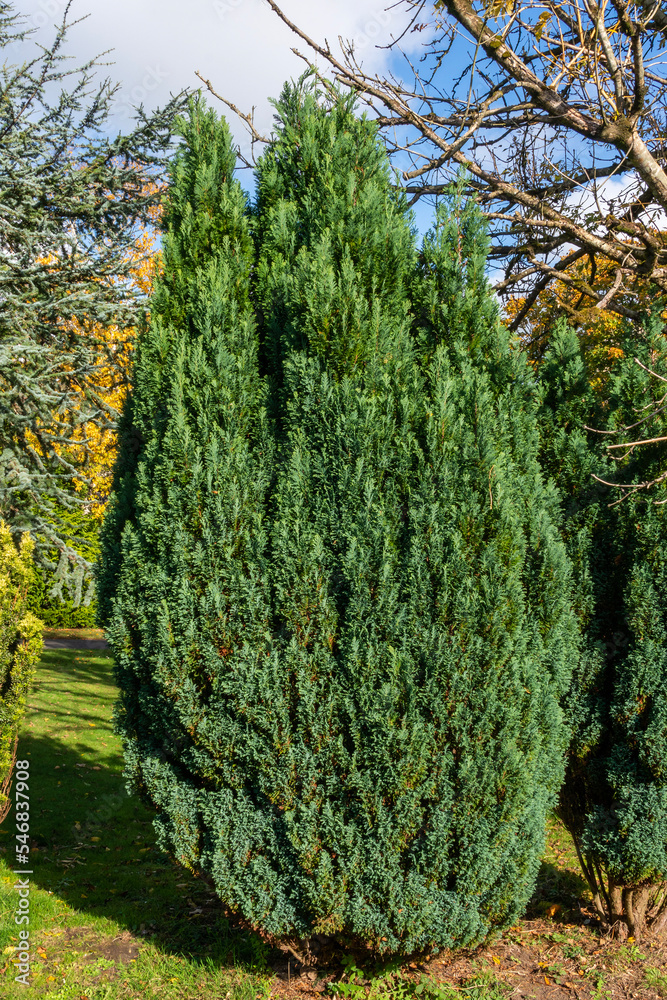 Fototapeta premium Juniper (Juniperus) a shrub tree with a needle shaped leaves commonly used as an ornamental plant in gardens, stock photo image