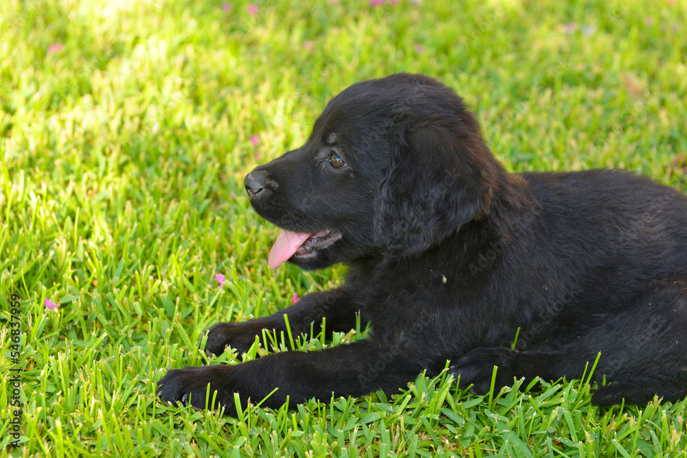 Happy black puppy laying on the grass Happy black puppy laying on the grass