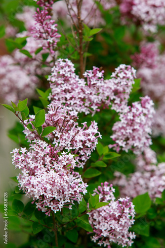 Beautiful blooming lilac