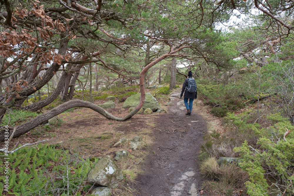 Woman walking on hiking trail through forest Woman walking on hiking trail through forest