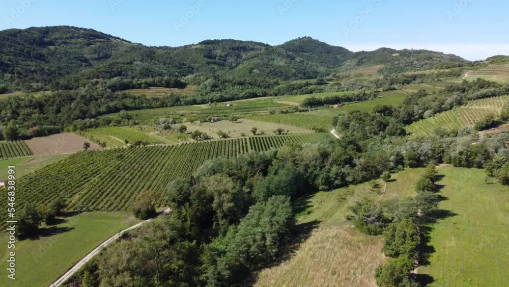 vineyards with paths and forest covering hills in summer vineyards with paths and forest covering hills in summer