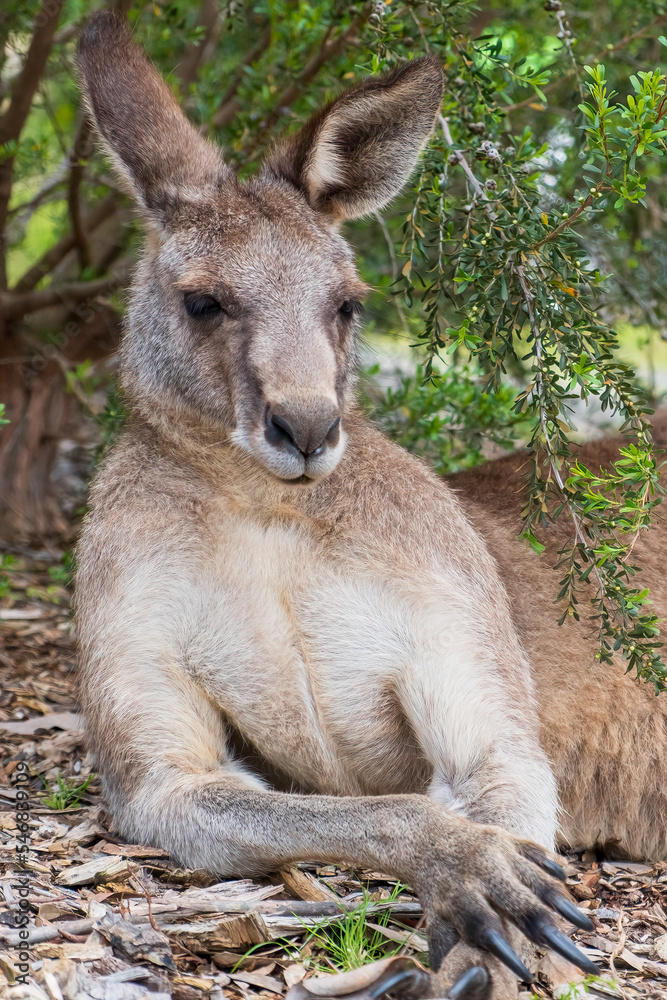 Portrait of kangaroo. Vertical photo. 