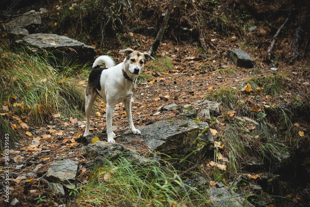 Un jeune chien croisé noir, blanc et marron regarde son maitre avec enthousiasme lors d'une promenade sur un sentier de forêt de montagne en automne. Un jeune chien croisé noir, blanc et marron regarde son maitre avec enthousiasme lors d'une promenade sur un sentier de forêt de montagne en automne.
