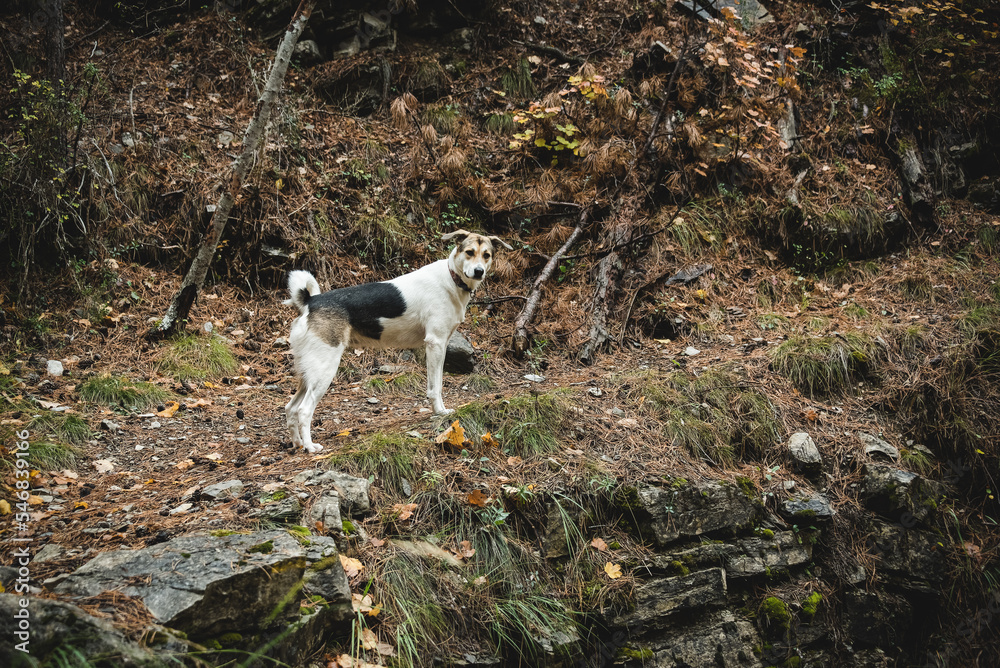 Un jeune chien croisé noir, blanc et marron regarde son maitre avec enthousiasme lors d'une promenade sur un sentier de forêt de montagne en automne.
