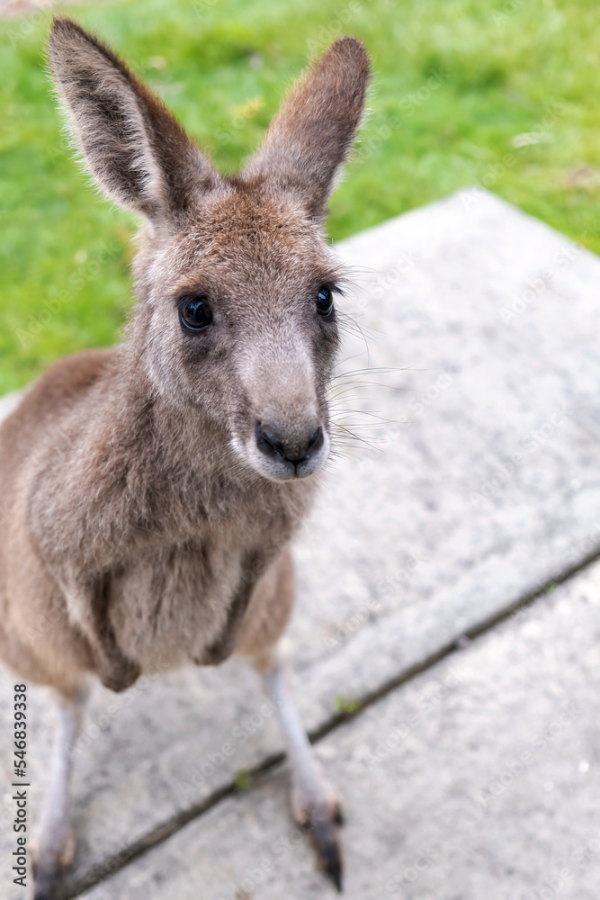 Kangaroo portrait closeup with space for copy.