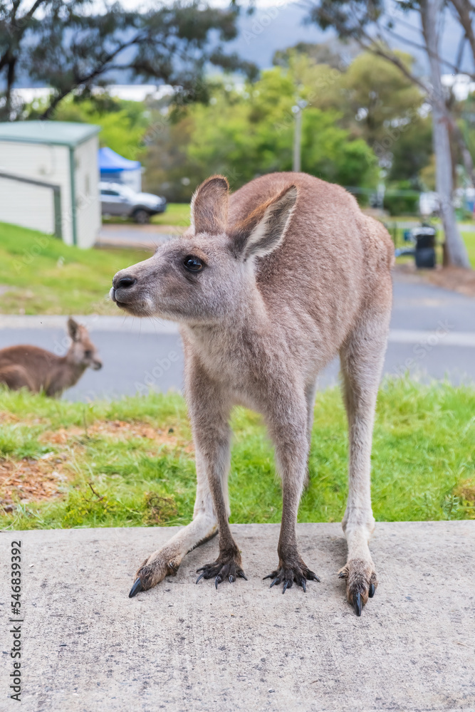 Kangaroo standing on four legs. Kangaroo portrait. Kangaroo standing on four legs. Kangaroo portrait.