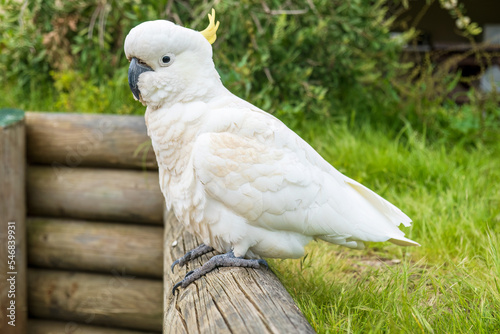 Cockatoo portrait. Cockatoo sitting on log.