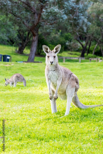 Kangaroo eating grass. Kangaroo portrait.