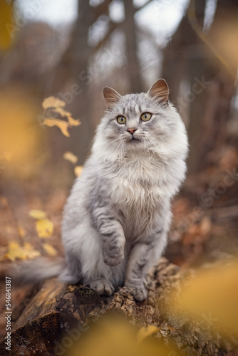 Photo of a gray cat in the autumn forest.