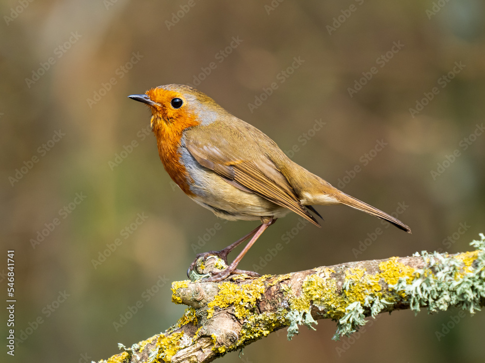 Obraz premium Robin Perched on a Branch