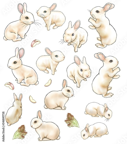 rabbit illustration png ver.2