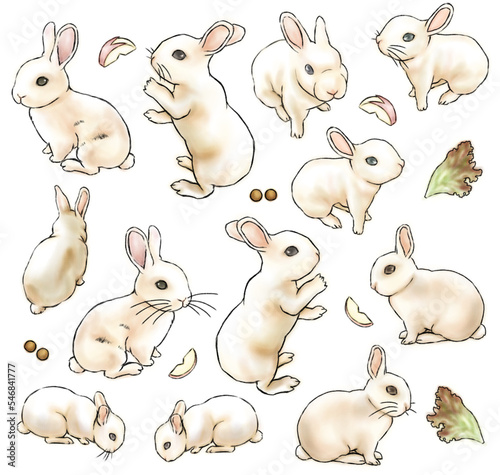 rabbit illustration png ver.1