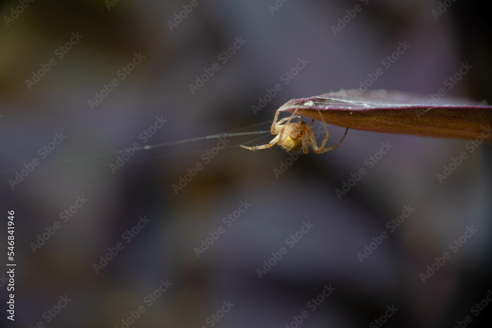 Naklejka premium orb weaver spider hanging on purple leaf with the spider web