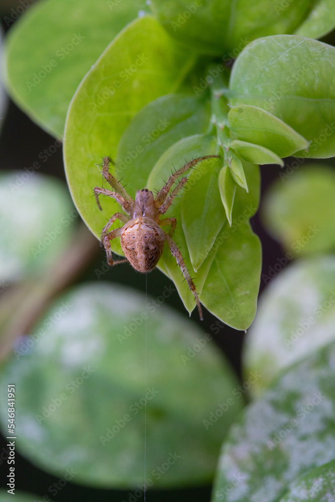 orb weaver spider hanging on the spider web on green leaf orb weaver spider hanging on the spider web on green leaf