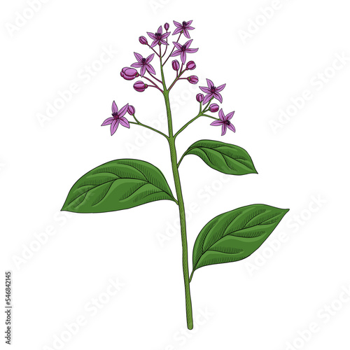 vector drawing plant of blue evergreen hydrangea, Chinese quinine , Dichroa febrifuga , herb of traditional chinese medicine, hand drawn illustration photo