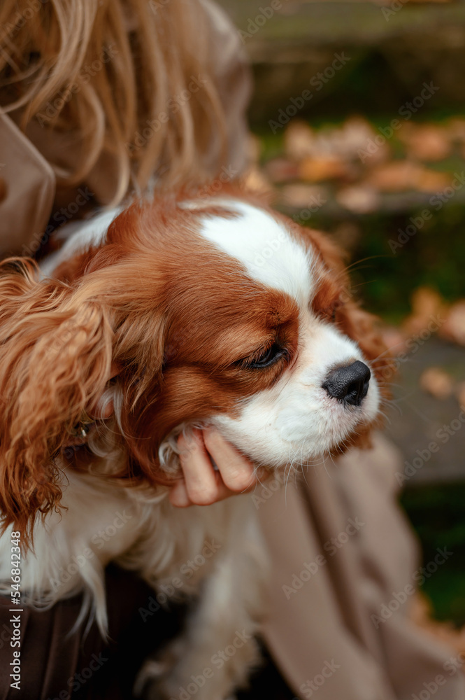 Cavalier King Charles Spaniel in the arms. Sweet dog. Home pet. Happy English Toy Spaniel. blenheim color
