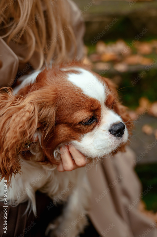Cavalier King Charles Spaniel in the arms. Sweet dog. Home pet. Happy English Toy Spaniel. blenheim color Cavalier King Charles Spaniel in the arms. Sweet dog. Home pet. Happy English Toy Spaniel. blenheim color