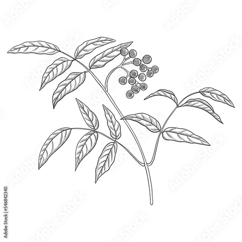 vector drawing branch of Amur cork tree with leaves and berries, Phellodendron amurense, herb of traditional chinese medicine, hand drawn illustration