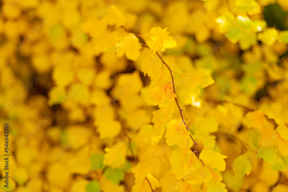 yellow fall leaves on branch. macro of yellow fall leaves. fall season with yellow leaves yellow fall leaves on branch. macro of yellow fall leaves. fall season with yellow leaves