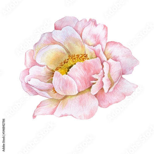 watercolor drawing flower of pink peony isolated at white background , hand drawn botanical illustration