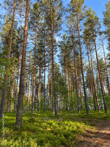 Wallpaper Mural Sunlight through the forest trees, natural forest background Torontodigital.ca