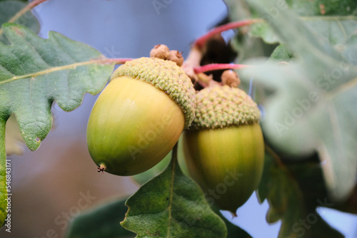 Close up acorn couple on holm oak branch green and colorful bokeh background
