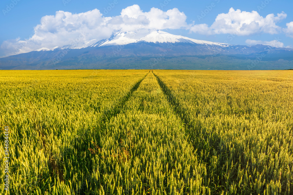  view at beautiful summer wheaten shiny field with golden wheat, with road, leading to amazing high mountain with snow and white clouds with deep blue cloudy sky