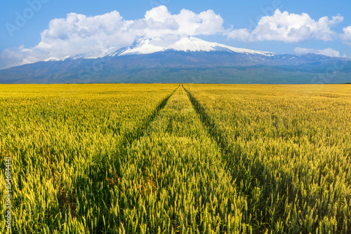  view at beautiful summer wheaten shiny field with golden wheat  with road  leading to amazing high mountain with snow and white clouds with deep blue cloudy sky