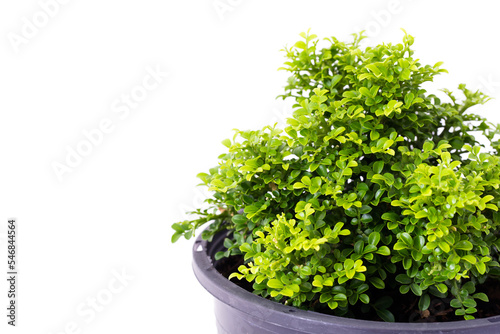 Small decorative tree, little Tree in the pots isolated on white background