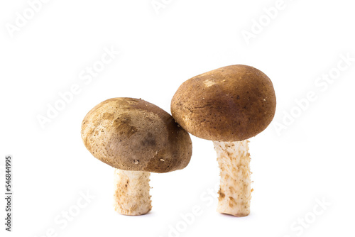 fresh Shiitake mushroom on the White background