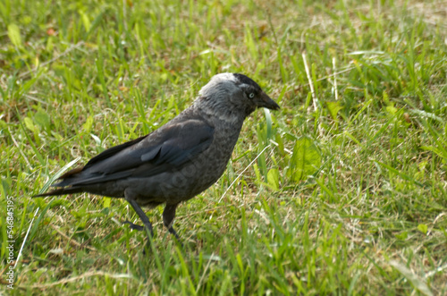 Close-up of a jackdaw walking on the lawn