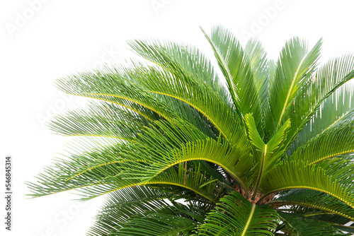 Palm tree cycas revoluta in clay pots isolated on white background with copy space for add text message  used for in interiors home  garden and park decoration
