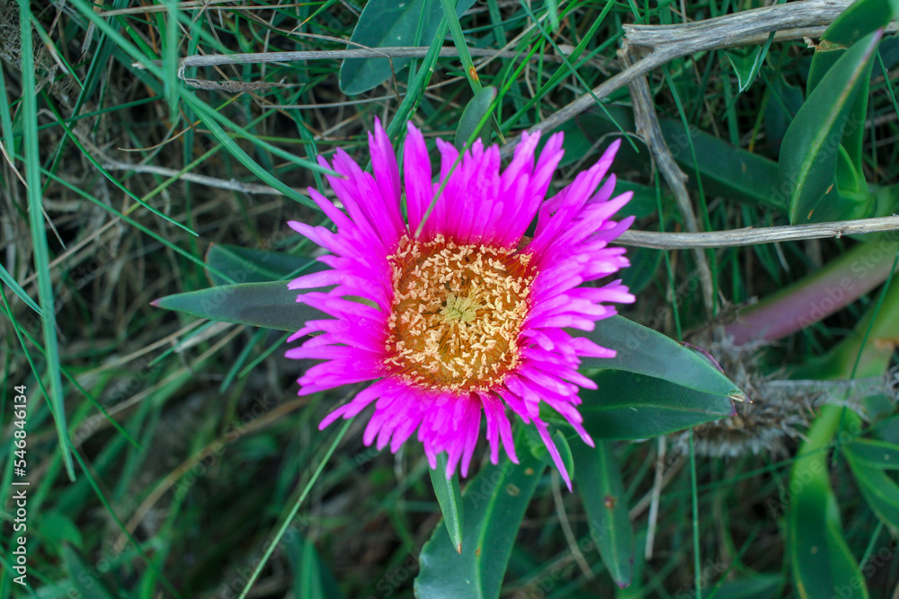 wild pink flower that grows in the coastal areas