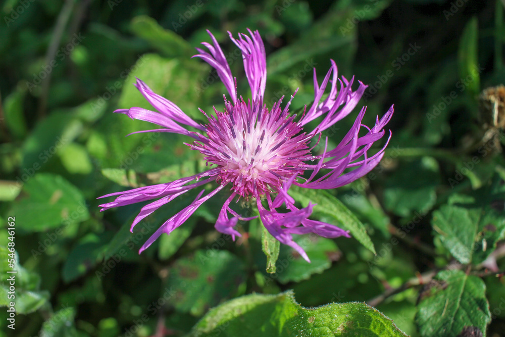 wild pink flower found in my way towards the sea wild pink flower found in my way towards the sea