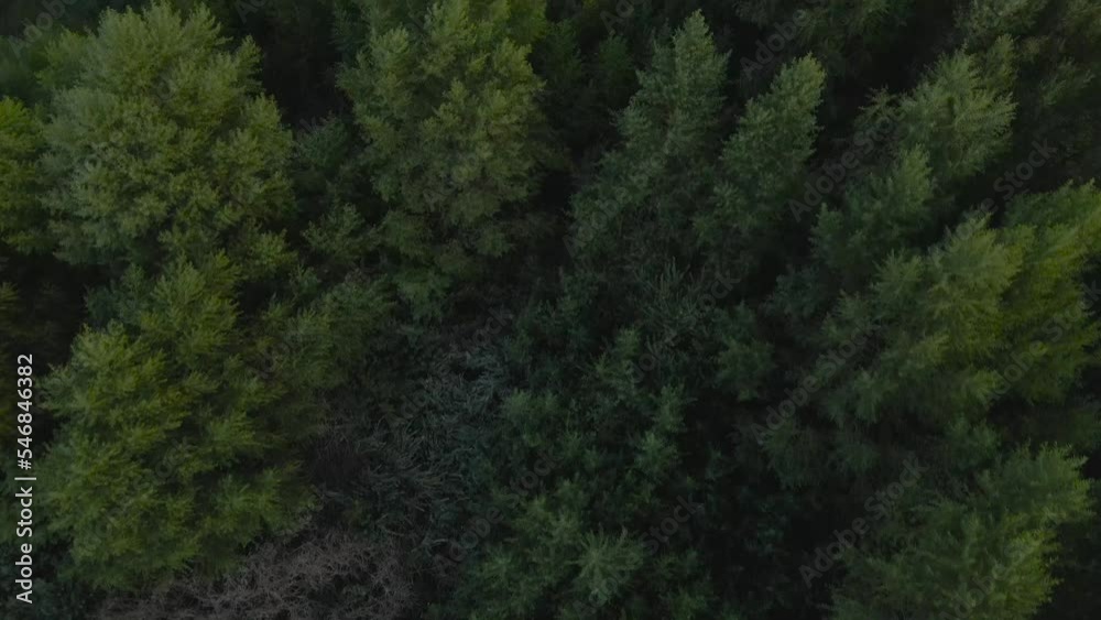 Aerial view of clustered trees, dark green, spooky Aerial view of clustered trees, dark green, spooky