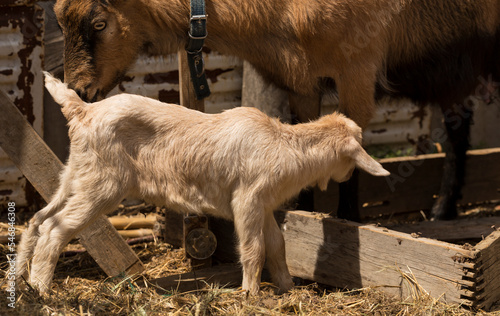 Alpine Goat Dairy Animal. Motherhood, the relationship between a mother and a newborn baby goat.