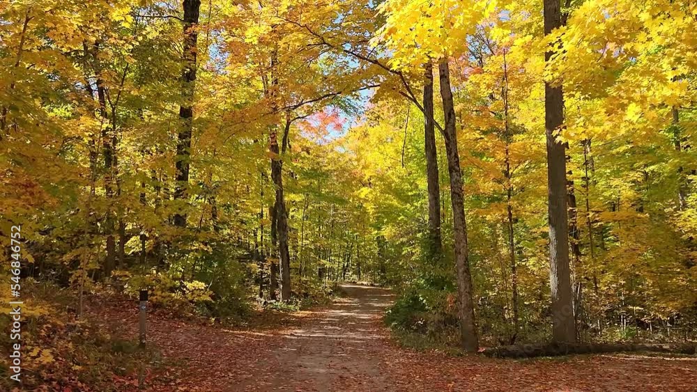Path in a deciduous forest. Yellow leaves falling slowly from the trees to the ground. Calm sunny autumn day in nature