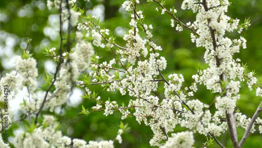 A Chestnut Sided Warbler perched on a branch of a tree which is covered in beautiful white cherry blossoms during the spring, Canada A Chestnut Sided Warbler perched on a branch of a tree which is covered in beautiful white cherry blossoms during the spring, Canada