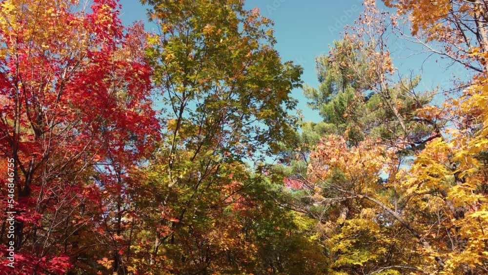 Autumn landscape with colorful leaves on a sunny day. Panorama of dense forest, horizon with blue sky and clouds. Drone view from behind the trees Autumn landscape with colorful leaves on a sunny day. Panorama of dense forest, horizon with blue sky and clouds. Drone view from behind the trees