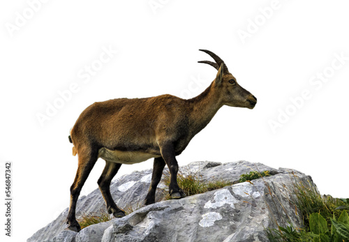 Female wild alpine  capra ibex  or steinbock